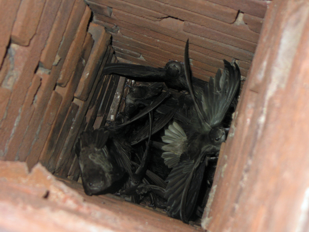 Chimney swifts